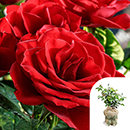 Rose Happy Birthday Red 4L pot GW