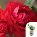 Rose To My Wonderful Husband 4L pot GW