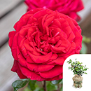 Rose Kevin's Rose 4L pot GW