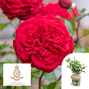 Rose Chelsea pensioner 4L pot C GW
