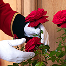 Rose Chelsea pensioner 4L pot C GW