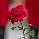 Rose Chelsea pensioner 4L pot C GW