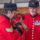 Rose Chelsea pensioner 4L pot C GW