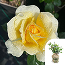 Rose St Rita 4L pot GW