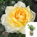 Rose Julie's Rose 4L pot GW
