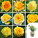 Rose Primrose 4L pot GW