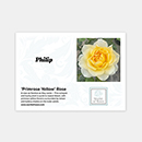 Rose Primrose 4L pot GW