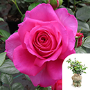 Rose Kirsty's Rose 4L pot GW