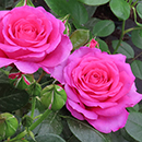 Rose Kirsty's Rose 4L pot GW