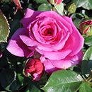 Rose Kirsty's Rose 4L pot GW
