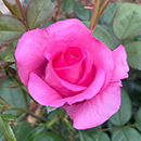 Rose Claire Marshall 4L pot GW