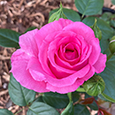 Rose Claire Marshall 4L pot GW