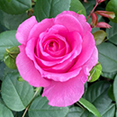 Rose Claire Marshall 4L pot GW