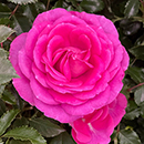 Rose Claire Marshall 4L pot GW