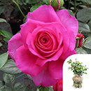Rose Donna's Rose 4L Pot GW