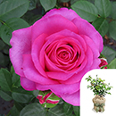 Rose Kelly's Rose 4L Pot GW