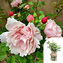 Rose Climbing Albertine 4L pot GW