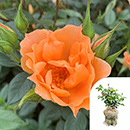 Rose Climbing Bridge of Sighs 4L pot GW