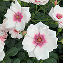 Rose Climbing Chawton Cottage 4L pot C GW