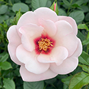 Rose Climbing Chawton Cottage 4L pot C GW