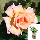 Rose Climbing Compassion 4L Pot GW