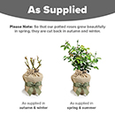 Rose Climbing Eden 88 4L pot GW