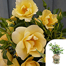 Rose Climbing Gardener's Gold 4L pot GW