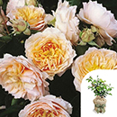 Rose Climbing Ginger Syllabub 4L pot GW