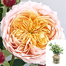 Rose Anthony's Rose 4L pot GW