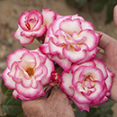 Rose Climbing Handel 4L pot GW