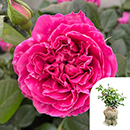 Rose Climbing Highclere Castle 4L pot GW