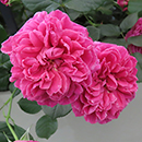 Rose Climbing Highclere Castle 4L pot GW