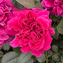 Rose Climbing Highclere Castle 4L pot GW