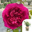 Rose Harkness Heritage 4L Pot GW