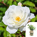 Rose Climbing Iceberg 4L pot GW