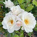 Rose Climbing Iceberg 4L pot GW