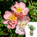 Rose Climbing Open Arms 4L pot GW