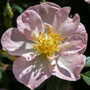 Rose Climbing Open Arms 4L pot GW