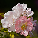 Rose Climbing Open Arms 4L pot GW