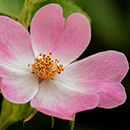 Rose Climbing Open Arms 4L pot GW