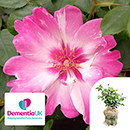 Rose Climbing Patricia Boe 4L pot C GW