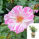 Rose Oliver's Rose 4L Pot GW