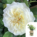 Rose Isla's Rose 4L Pot GW