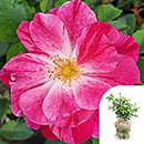 Rose CLG Rosemary Day 4L pot GW