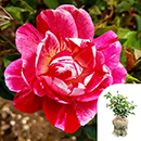 Rose Rosemary's Rose 4L Pot GW