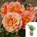 Rose CLG Scent from Heaven 4L pot (ROTY 2017) GW