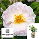 Rose Clg Sense and Sensibility 4L Pot C GW