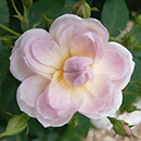 Rose Clg Sense and Sensibility 4L Pot C GW