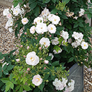Rose Clg Sense and Sensibility 4L Pot C GW