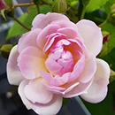 Rose Clg Sense and Sensibility 4L Pot C GW